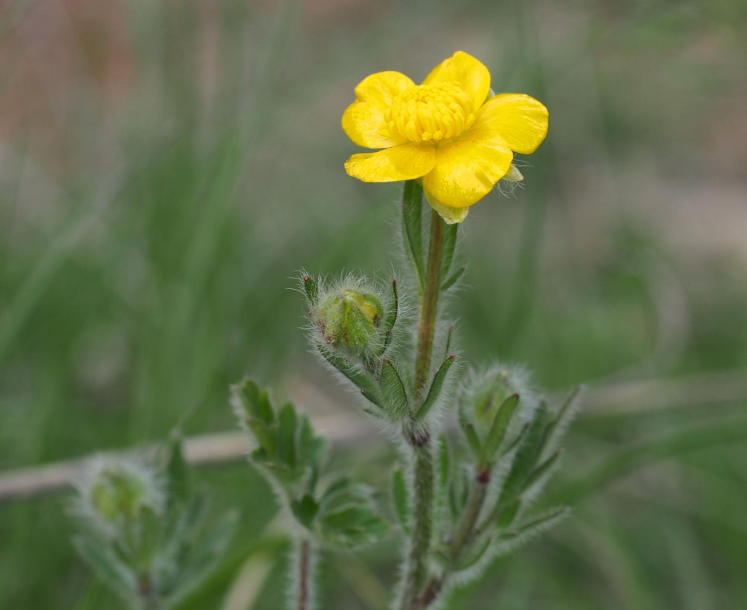 Buttercup, Wood